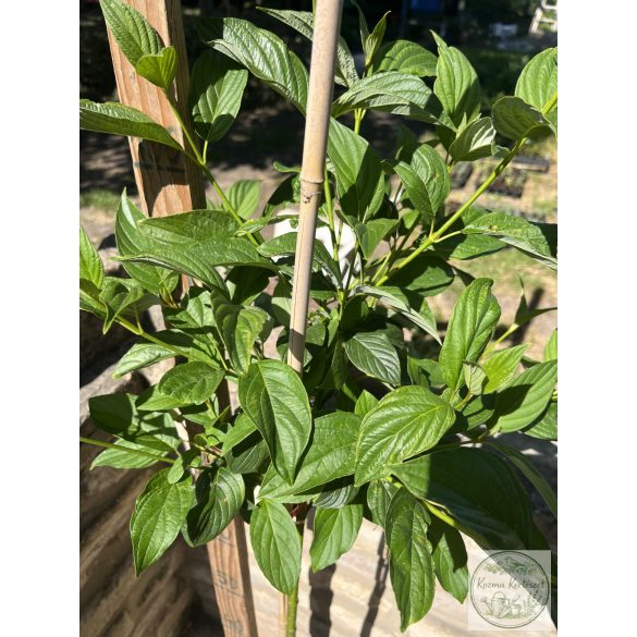 Cornus stolonifera 'Flaviramea' - Som 'Flaviramea'