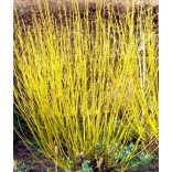 Cornus stolonifera 'Flaviramea' - Som 'Flaviramea'