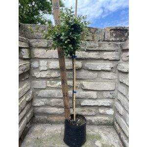 Törzses Madárbirs – Cotoneaster dammeri ‘Eichholz’ - Méret: 60