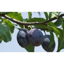 Szilva – Besztercei Nm 122 – Prunus domestica