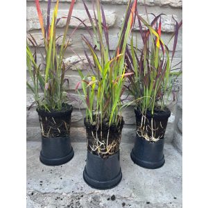 Imperata cylindrica 'Red Baron' – herbe ornementale rouge / cramoisie