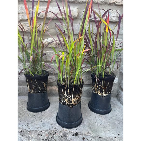 Imperata cylindrica 'Red Baron' – vörös/piros alangfű - Méret: 20/40