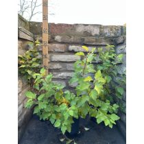   Bangitalevelű Hólyagvessző – Physocarpus opulifolius - Méret: 40/60