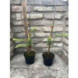 Larix decidua 'Horstmann Recurved' - Csüngő, kanyargós vörösfenyő 