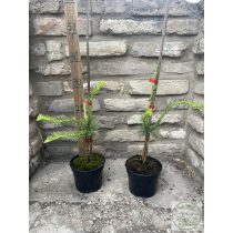   Larix decidua 'Horstmann Recurved' - Csüngő, kanyargós vörösfenyő 