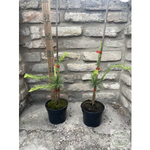 Larix decidua 'Horstmann Recurved' - Csüngő, kanyargós vörösfenyő 