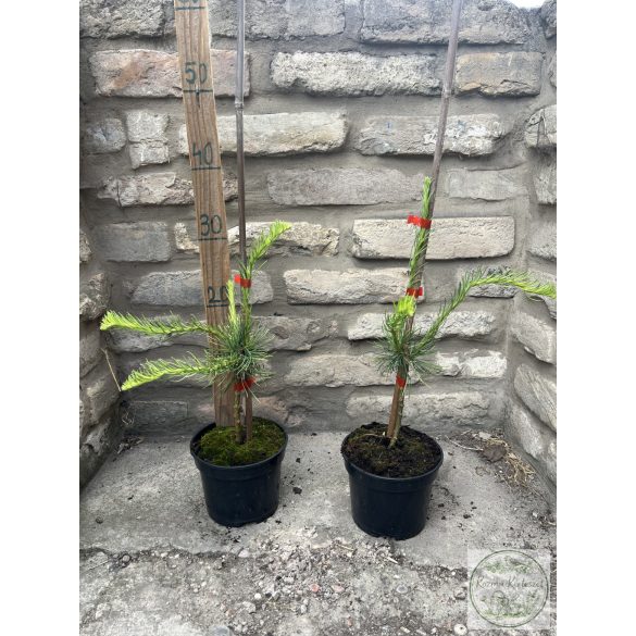 Larix decidua 'Horstmann Recurved' - Csüngő, kanyargós vörösfenyő 