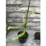 Larix decidua 'Horstmann Recurved' - Csüngő, kanyargós vörösfenyő 
