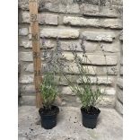Lavandula angustifolia 'Imperial Gem' – Lavande bleu-lavande