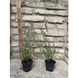 Lavandula angustifolia 'Imperial Gem' – Lavande bleu-lavande