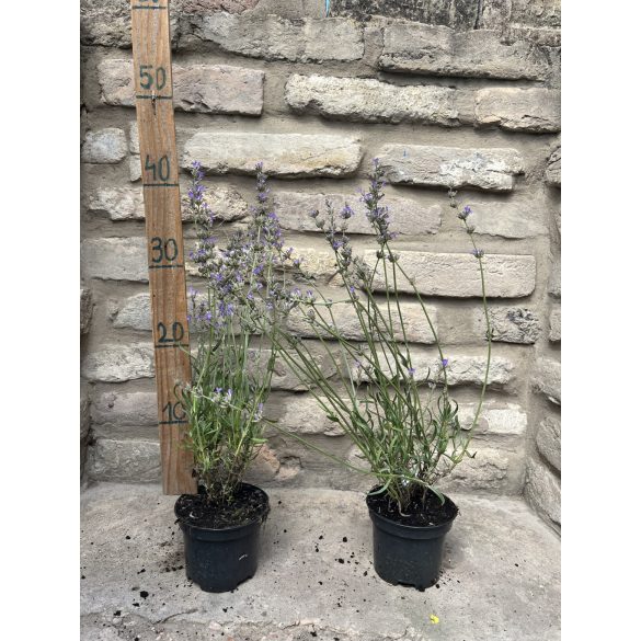 Lavandula angustifolia 'Imperial Gem' - lila kék levendula - Méret: 20/40