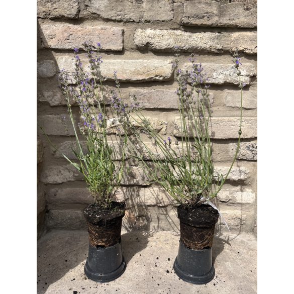 Lavandula angustifolia 'Imperial Gem' – Lavande bleu-lavande