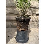 Lavandula angustifolia 'Imperial Gem' – Lavande bleu-lavande