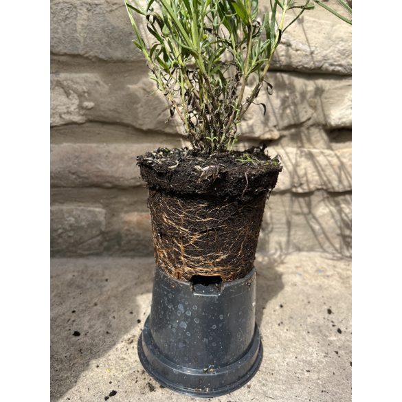 Lavandula angustifolia 'Imperial Gem' – Lavande bleu-lavande