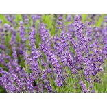 Lavandula angustifolia 'Imperial Gem' – Lavande bleu-lavande