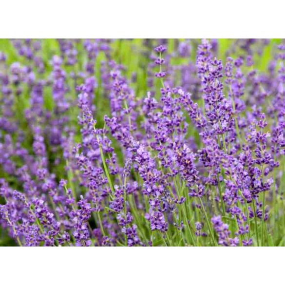 Lavandula angustifolia 'Imperial Gem' – Lavande bleu-lavande