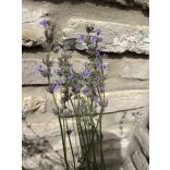 Lavandula angustifolia 'Imperial Gem' – Lavande bleu-lavande