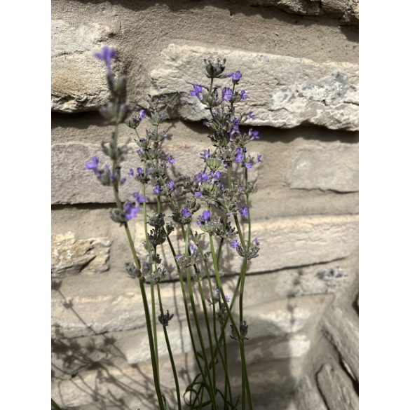 Lavandula angustifolia 'Imperial Gem' – Lavande bleu-lavande