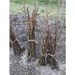 Dió oltvány – Milotai bőtermő – Juglans regia