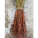 Mirabolan - Prunus cerasifera