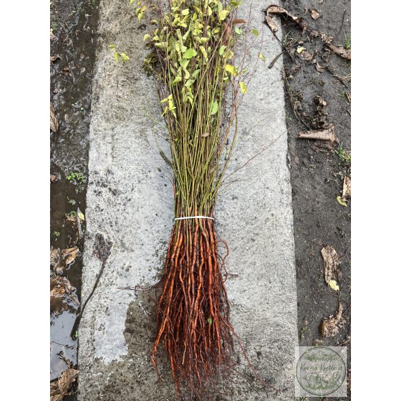 Mirabolan - Prunus cerasifera