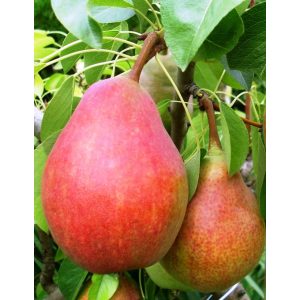 Pyrus 'Piros Vilmos' – Poirier d'été 'Piros Vilmos'