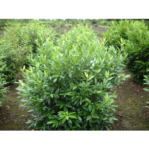 Prunus laurocerasus 'Herbergii' - Babérmeggy