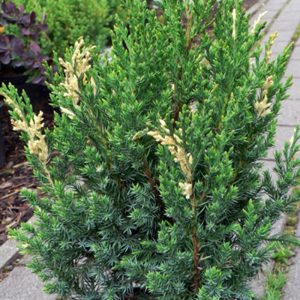 Juniperus chinensis 'Stricta Variegata' - sárga tarka boróka