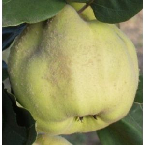 Cydonia oblonga - Pigwowiec 'Konstantinápoly'