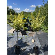   Törzses Aranytarka levelű fagyal – Ligustrum ovalifolium ‘Aureum’