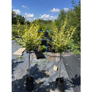 Ligustrum ovalifolium 'Aureum' – Troène à feuilles ovales 'Aureum'