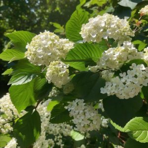 Viburnum davidii – Viburnum nain de David