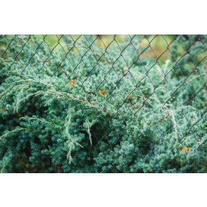 Juniperus squamata 'Blue Swede' - Himalayan juniper