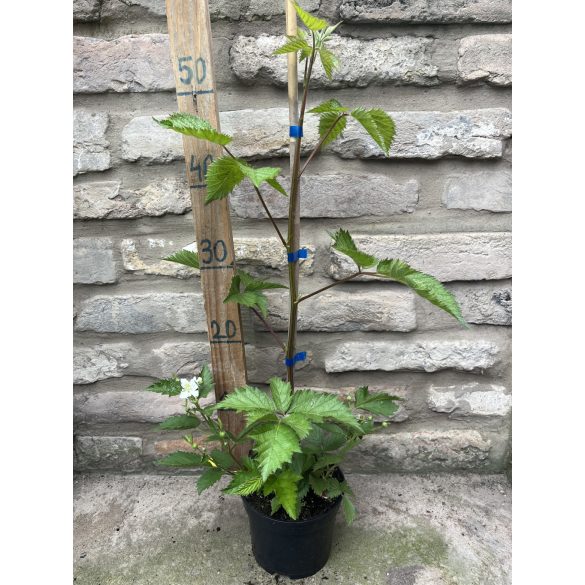 Szeder - "Loch ness" – Rubus - Méret: 40/60