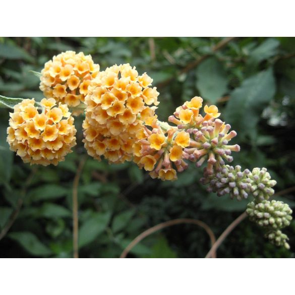 Buddleja weyeriana 'Sungold' – Buddleia weyeriana 'Sungold'
