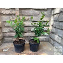 Lonicera x brownii 