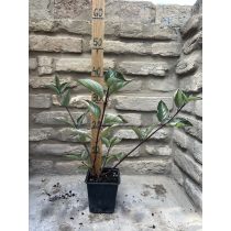 Fekete vesszejű som – Cornus alba ‘Kesselringii’