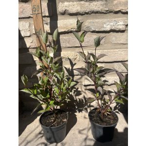 Fekete vesszejű som – Cornus alba ‘Kesselringii’