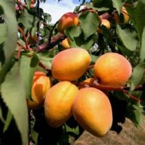   Kajszibarack, Sárgabarack – Mandulakajszi – Prunus armeniaca