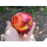 Kopaszbarack, Nektarin – Andosa – Prunus persica var. nucipersica - konténeres