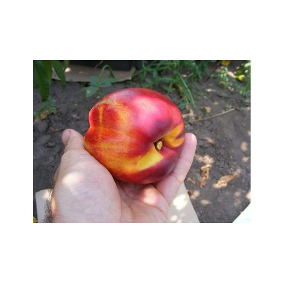 Kopaszbarack, Nektarin – Andosa – Prunus persica var. nucipersica - konténeres