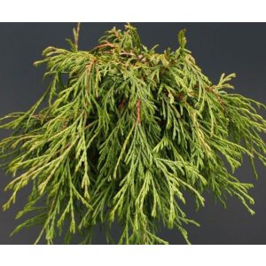 Thuja plicata 'Kagers Beauty'