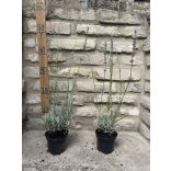Lavandula x intermedia 'Grappenhall' – Lavande 'Grappenhall'