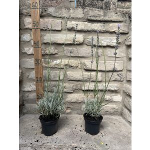Lavandula x intermedia 'Grappenhall' – Lavande 'Grappenhall'