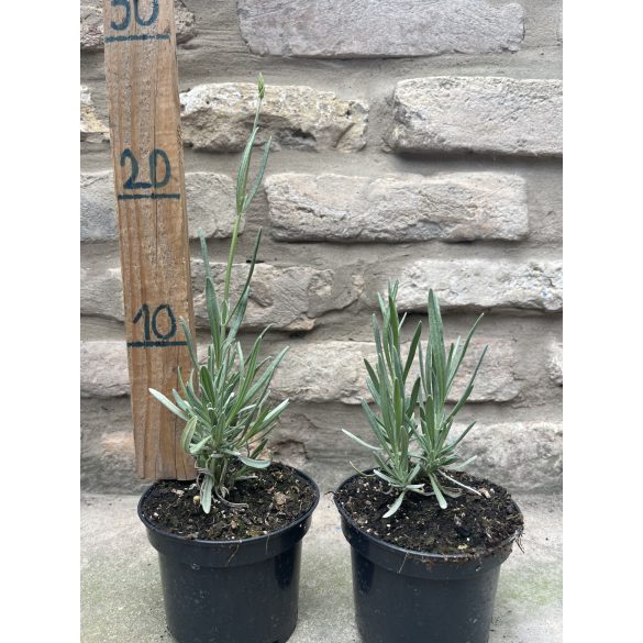 Lavandula x intermedia 'Grappenhall' – Lavande 'Grappenhall'
