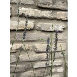 Lavandula x intermedia 'Grappenhall' – Lavande 'Grappenhall'