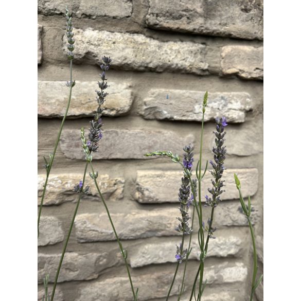 Lavandula x intermedia 'Grappenhall' – Lavande 'Grappenhall'