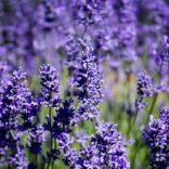 Lavandula x intermedia 'Grappenhall' – Lavande 'Grappenhall'