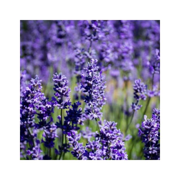 Lavandula x intermedia 'Grappenhall' – Lavande 'Grappenhall'
