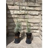Lavandula x intermedia 'Grappenhall' – Lavande 'Grappenhall'